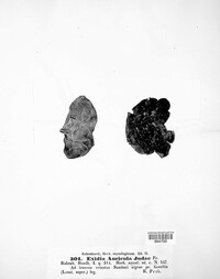 Auricularia auricula-judae image